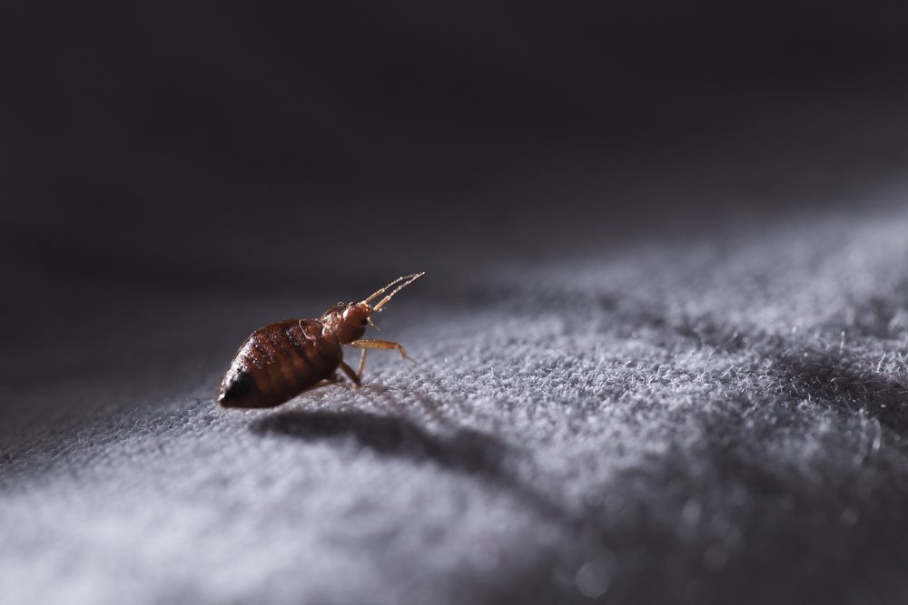 bug