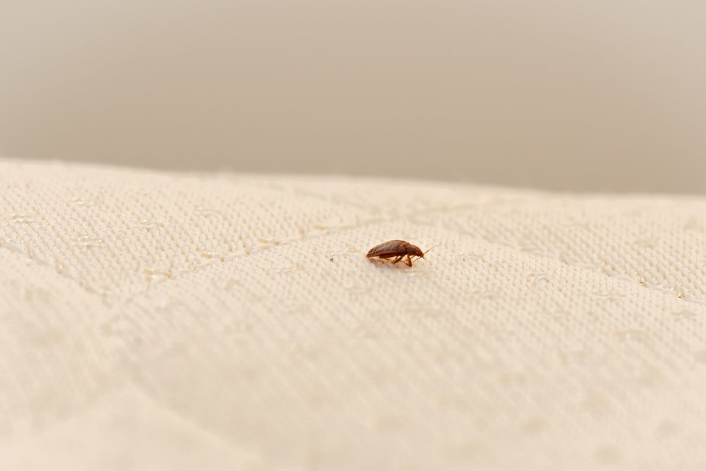 bug on a mattress