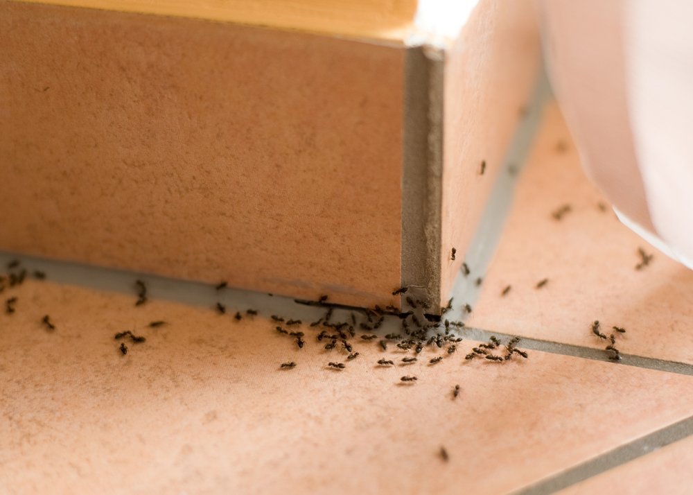 ants on a countertop