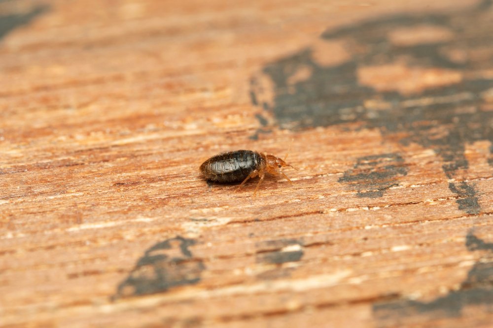 bug on a piece of wood