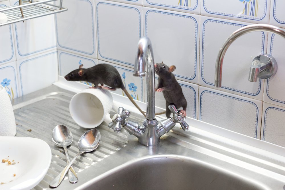 mice on a kitchen sink