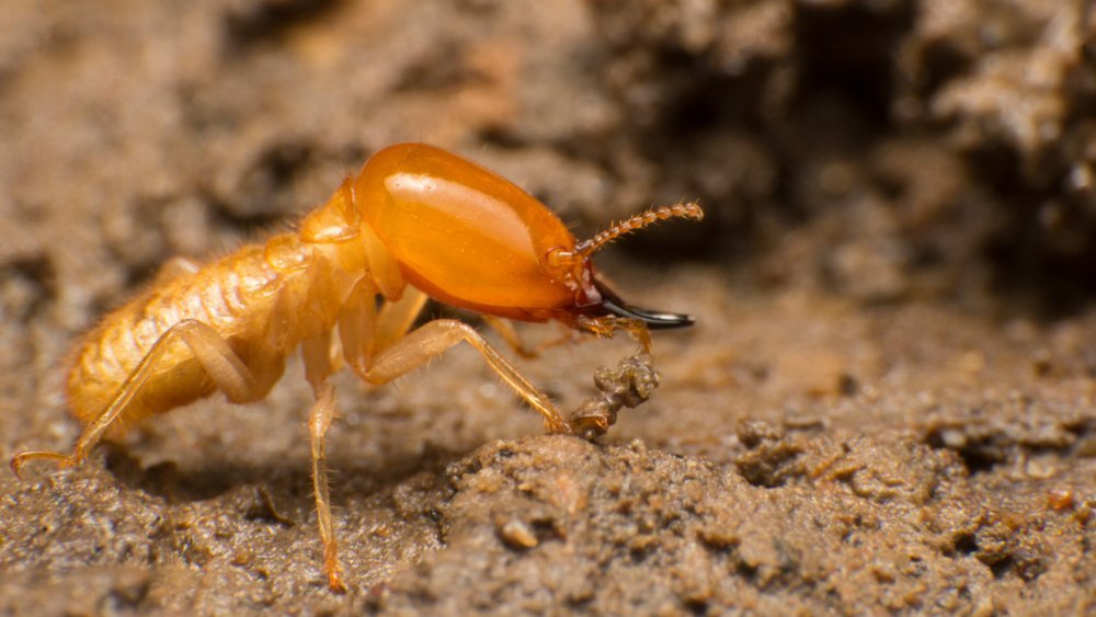 termite