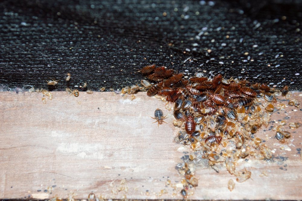 pile of bugs