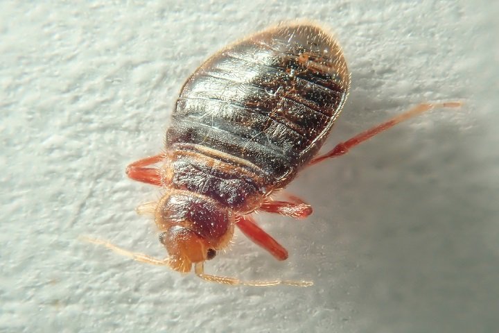bug