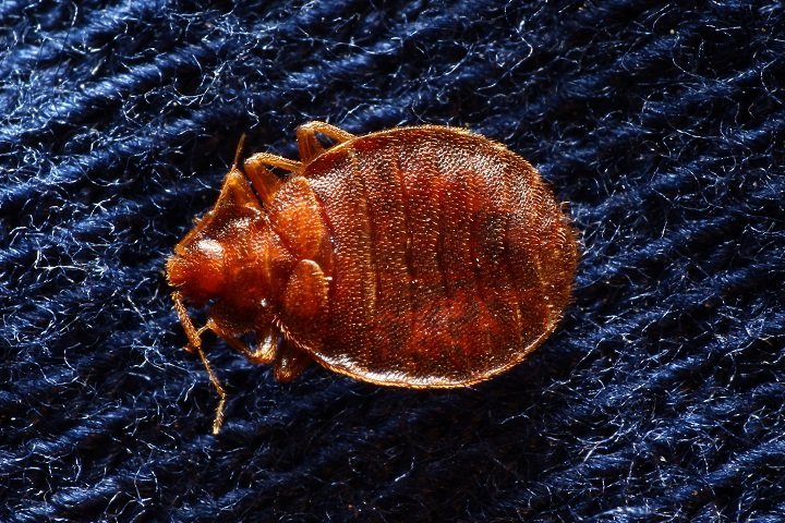 bug with a blue background