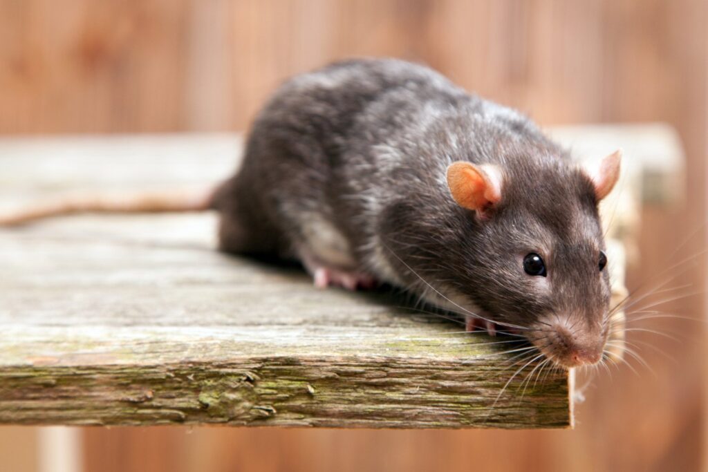 mouse