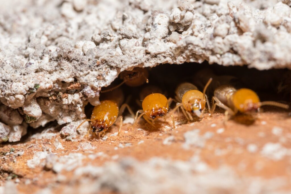 termites